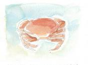crabe Clapham