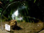 dois dire qu'en apercevant grive, l'ai regardé e...