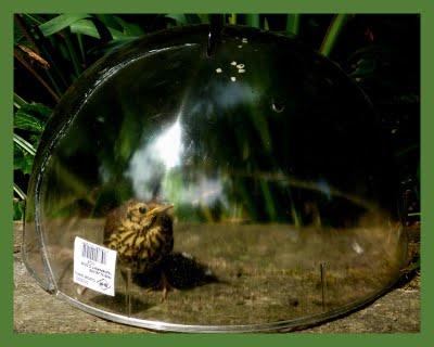 Je dois dire qu'en apercevant bb grive, je l'ai regardé e...