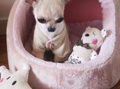 come-back Cardigan Cupcake Louisdog