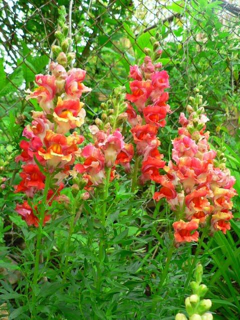 Jolies Fleurs de Mai