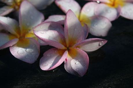 Carnet de voyage : des vacances à l’île Maurice…