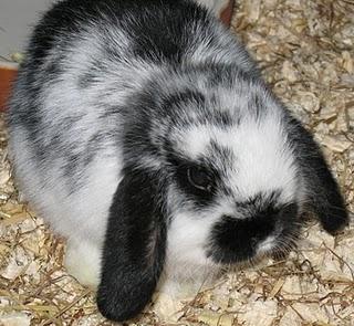 Soupe EXPRESS DUKAN au jus de tomates,miso,sauce soja,tofu aux herbes