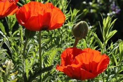 Pavot (Papaver orientale)