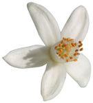 Neroli