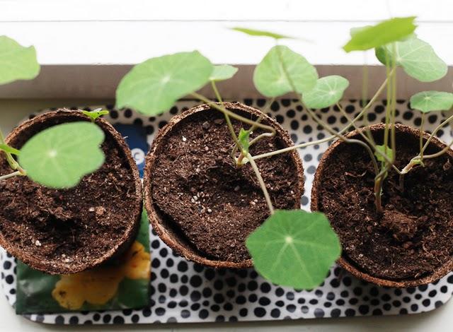 Contrasté en Finlande