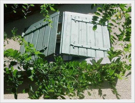 En Mai ... tout en vert ! Provence