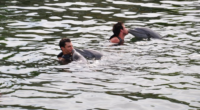 Les Anges de la télé - réalité nagent avec les dauphins à Miami (photo)