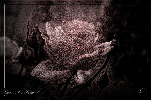 Mme Meilland 22 1100