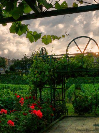 Le Youwine Rendez-vous du WE : Découvrir la vigne... à Suresnes