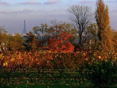 Le Youwine Rendez-vous du WE : Découvrir la vigne... à Suresnes