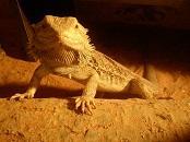 Pogona Vitticeps - dragon barbu