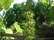 Mystérieux Carignan.
