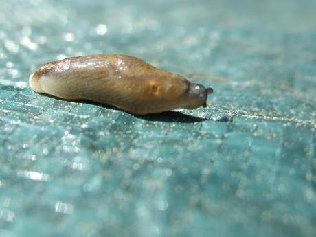 Mes trouvailles à « Liège au jardin » 2011