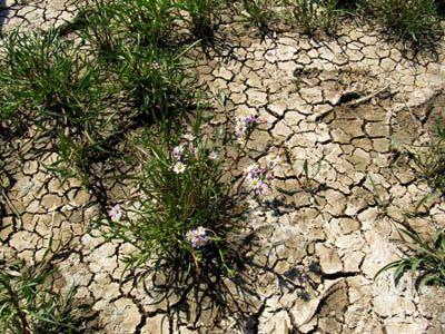 Mare salée... à sec