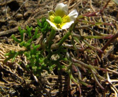 Mare salée... à sec