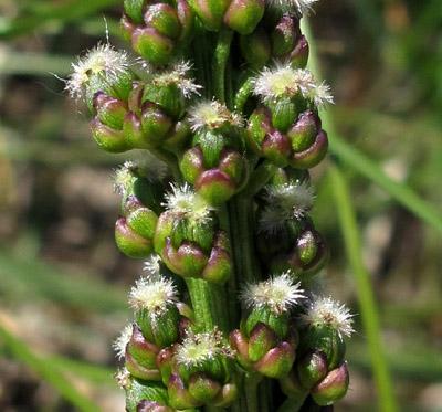 Mare salée... à sec