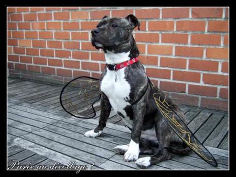 Ilana - vos amstaffs ont des ailes