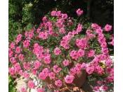 Bonne Fête toutes mamans