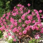 Bonne Fête à toutes les mamans