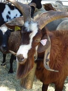 Les  journées méditeranéennes des saveurs