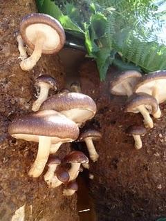 Les  journées méditeranéennes des saveurs