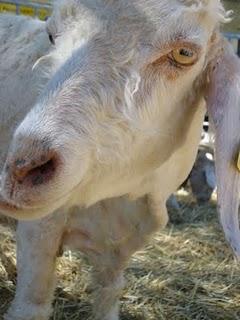 Les  journées méditeranéennes des saveurs