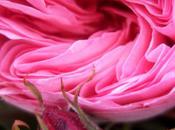 Whoopies pies Nutella