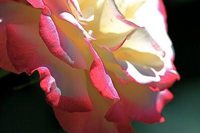 Tout est présence par Philippe Mac Leod