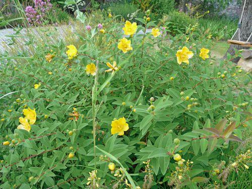 1ères cigales : journal du 29 mai 2011