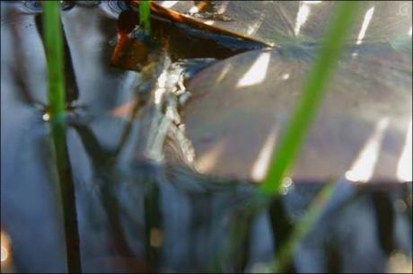 Les lotus au Grand Marché d’art contemporain