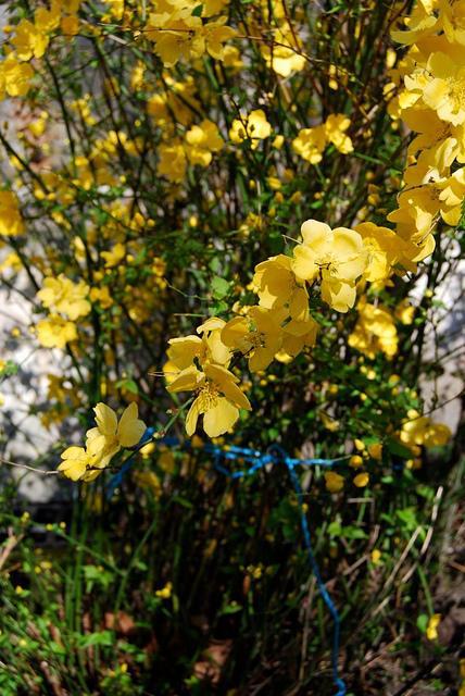fleurs Un week-end en forme de balade arty et fashion à East-London