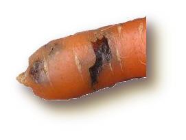 Protection contre mouche de la carotte.