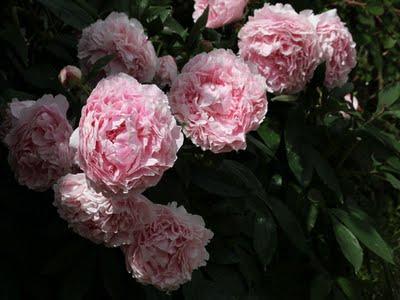 Pivoines du jardin