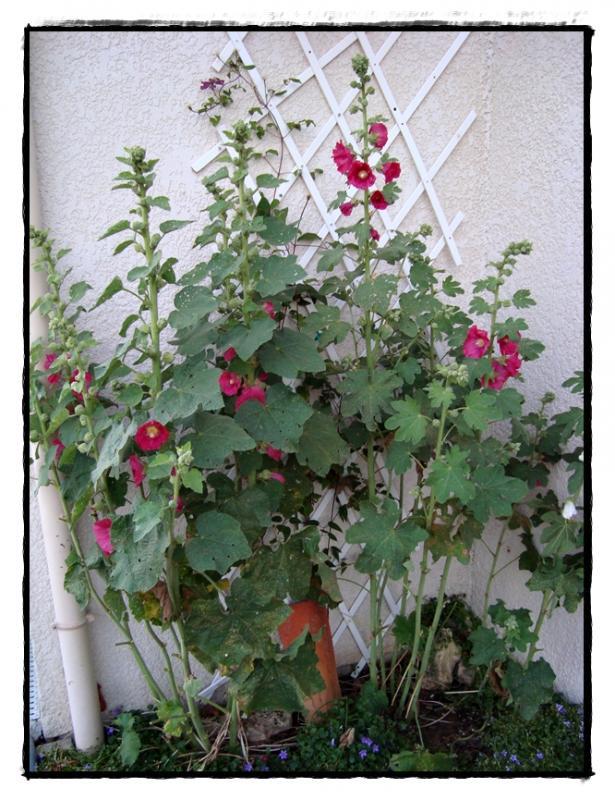 Les roses trémières, 24 mai 2011