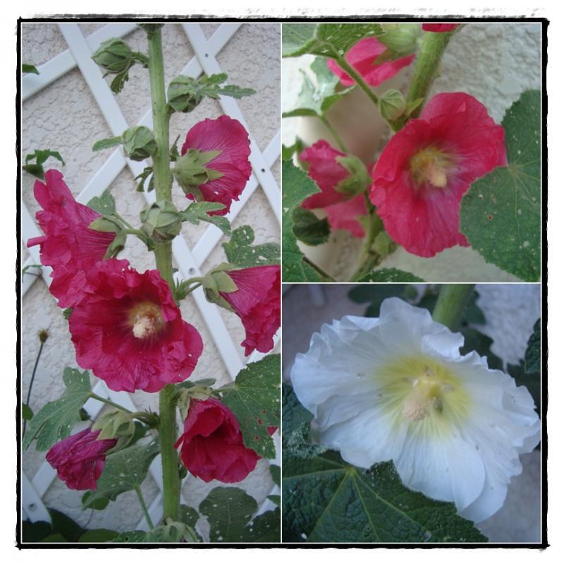 Les roses trémières, 24 mai 2011