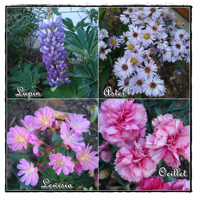 L'entrée de garage est fleurie, 24 mai 2011