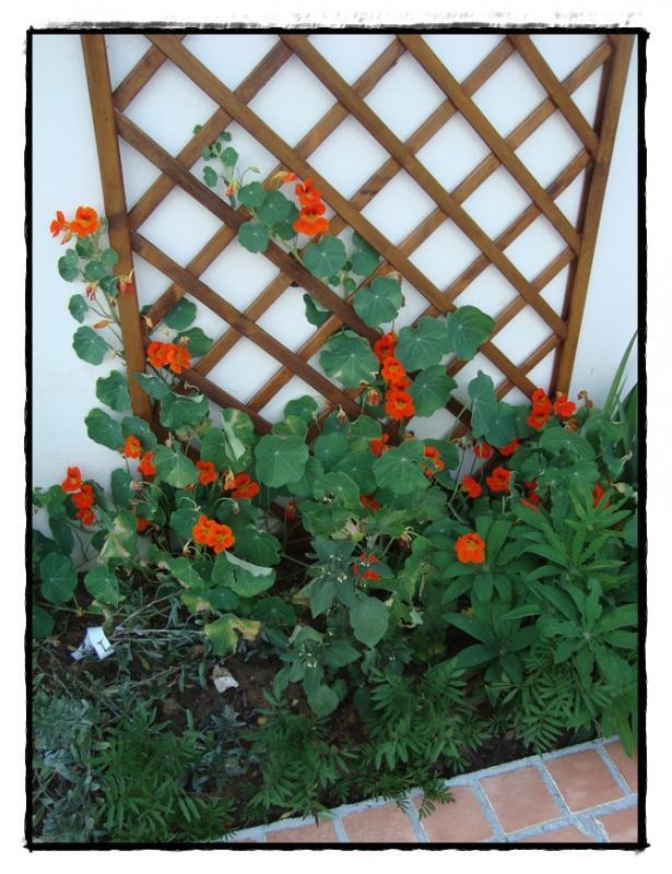 L'entrée de garage est fleurie, 24 mai 2011