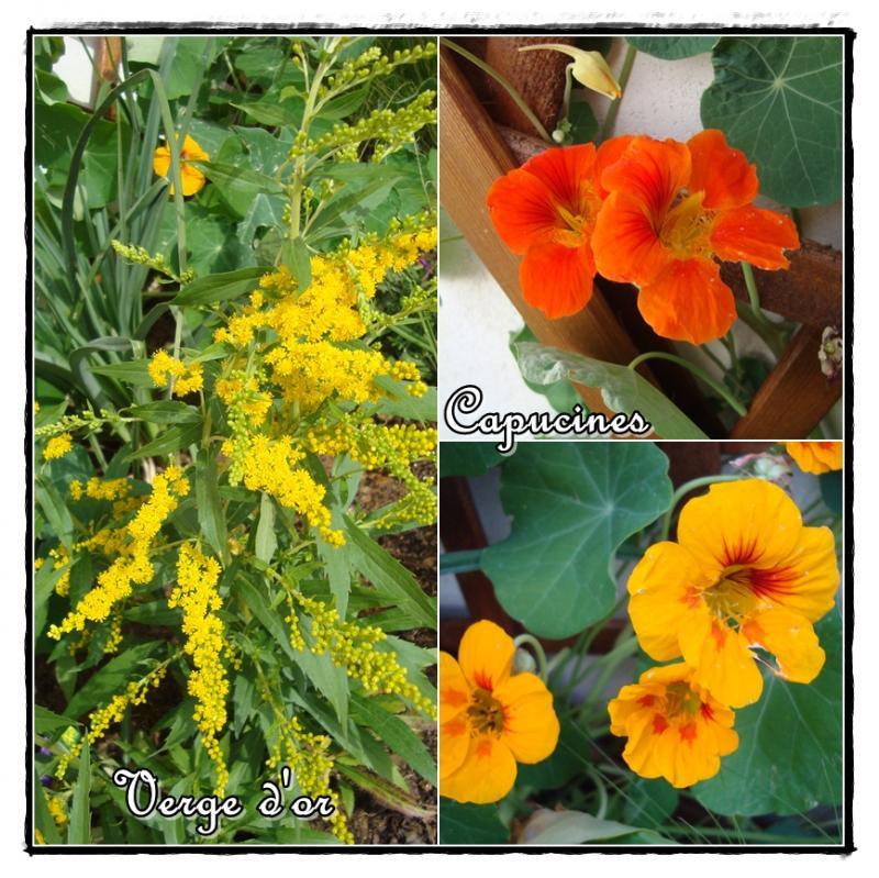 L'entrée de garage est fleurie, 24 mai 2011