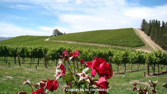 Journée cueillette en Nouvelle-Zélande