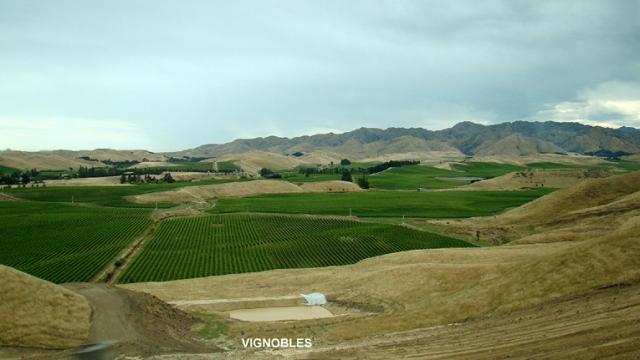 Journée cueillette en Nouvelle-Zélande
