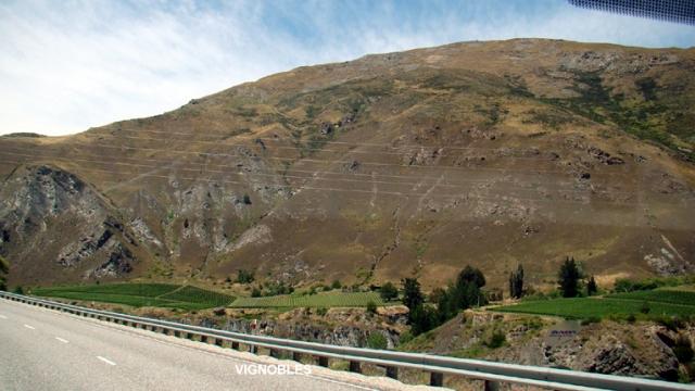 Journée cueillette en Nouvelle-Zélande