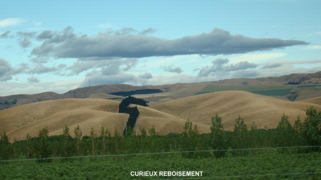 Journée cueillette en Nouvelle-Zélande