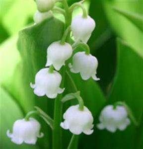 muguet 1er mai