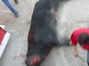 Féria d'Alès 2011 quel programme photographier