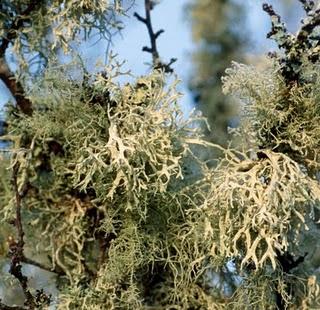 Parfums de lichens