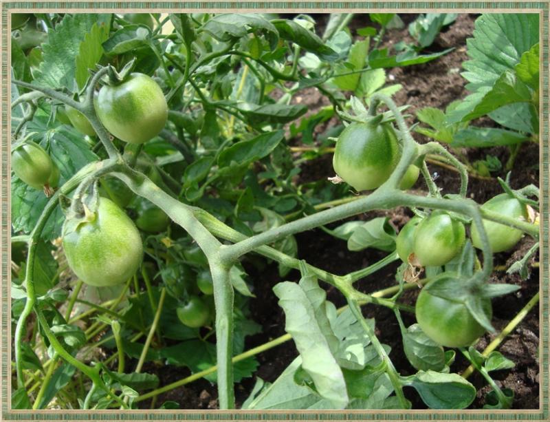 Du soleil pour les tomates, 30 mai 2011