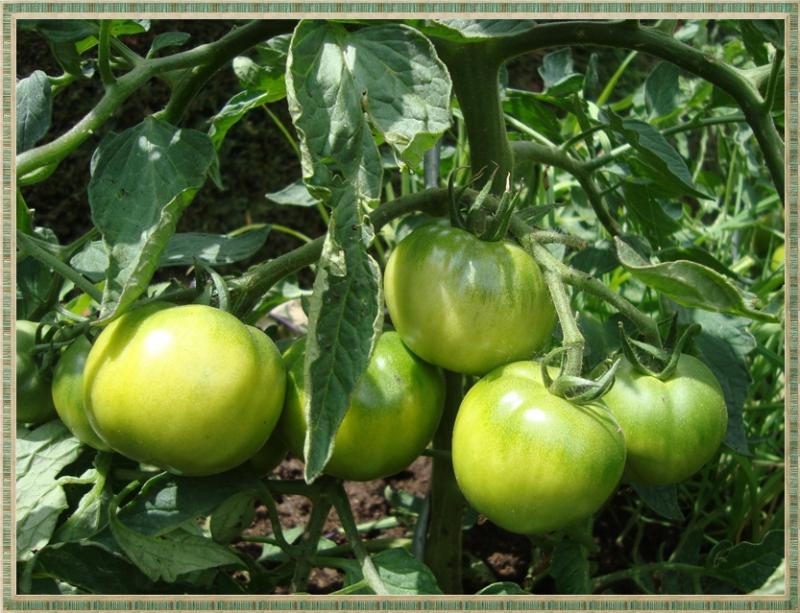 Du soleil pour les tomates, 30 mai 2011