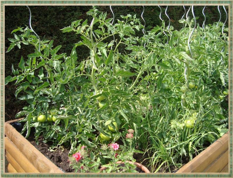Du soleil pour les tomates, 30 mai 2011