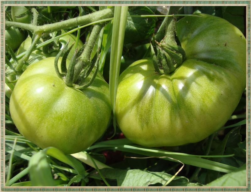 Du soleil pour les tomates, 30 mai 2011